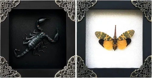 Vista 65 de 2 Real Dragonfly Specimens Shadow Box Framed Insect Display Oddities Curiosities Entomology Collection Natural History Wall Decor Gift for Nature
