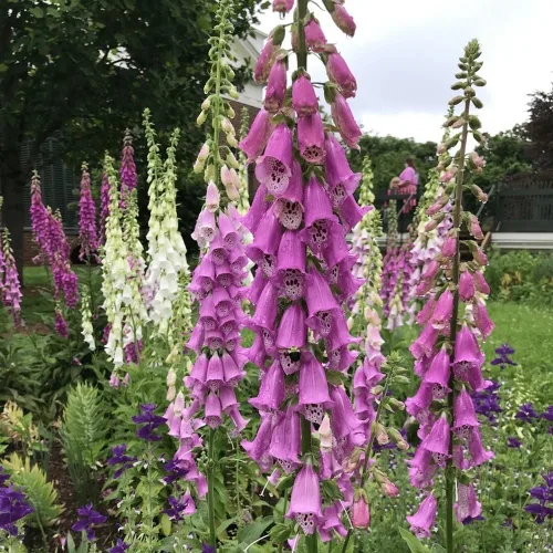 Vista 2 de 8,000 semillas mixtas de dedalera (Digitalis Purpurea) - por Seeds2Go