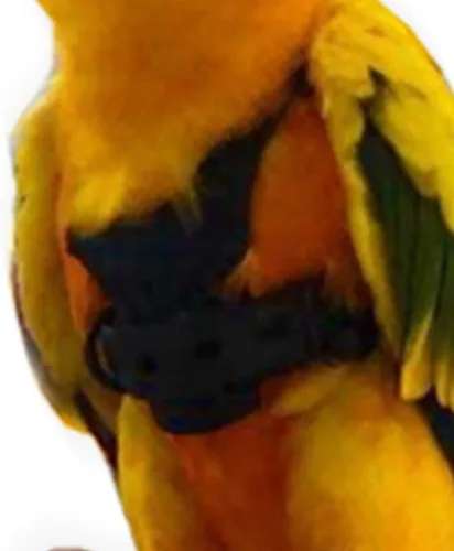 Vista 6 de Chaleco de arnés de vuelo de pájaro, traje de vuelo de loro con correa para periquitos, cacatúas, conures budgies, ropa de vuelo de pájaros