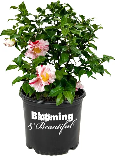 Vista 15 de Camelia, arbusto floreciente de hoja perenne viva, 3 galones