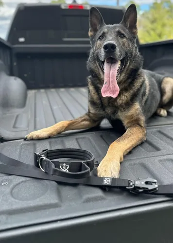 Vista 8 de Operation Good Boy - Collar táctico para perro, nailon duradero de grado militar con hebilla de liberación rápida y asa de entrenamiento, ajustable