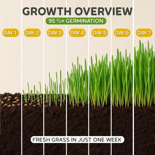 Vista 8 de Todd's Seeds – Hierba para gatos de interior o exterior, 1 libra de hierba de trigo – Premium, 100% libre de químicos (mejor que orgánico) sin GMO