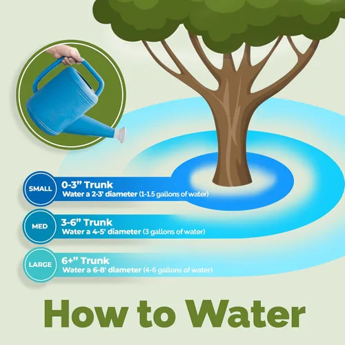Vista 8 de Dracaena Fertilizante - Alimento líquido vegetal para hojas verdes ricas y crecimiento fuerte de la caña, 8 onzas