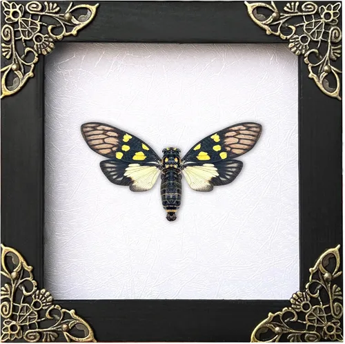 Vista 164 de 2 Real Dragonfly Specimens Shadow Box Framed Insect Display Oddities Curiosities Entomology Collection Natural History Wall Decor Gift for Nature