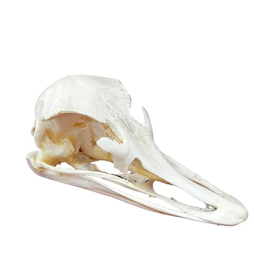 Vista 12 de Calaveras de animales reales en taxidermia, espécimen de huesos reales, suministros de taxidermia para educación científica, regalo especial