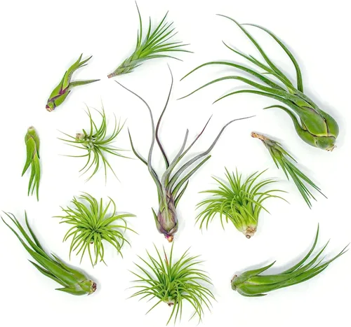 Vista 6 de Tillandsia Plantas de aire vivas de interior (paquete de 100), plantas de aire, recuerdos de fiesta a granel o recuerdos de boda, plantas vivas