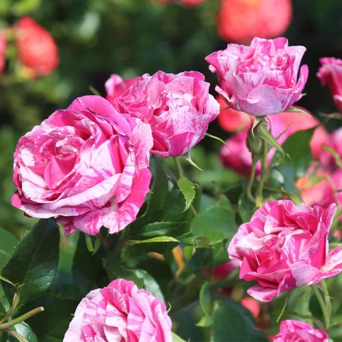 Vista 4 de Rosas Grandiflora, planta de raíz propia viva para jardín al aire libre, Parade Day™, excepcionalmente fragantes, zonas de rusticidad: 5-9