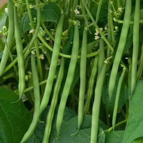 Vista 2 de Semillas de frijol Contender Bush (Phaseolus vulgaris) – 50 semillas de reliquia sin OMG de Isla's Garden Seeds, judías verdes de maduración