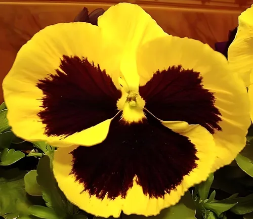 Vista 3 de Swiss Giant Pansy Seeds (Viola × wittrockiana) - Flores grandes y vibrantes en colores mixtos, sin OMG, resistentes al frío, anual de larga