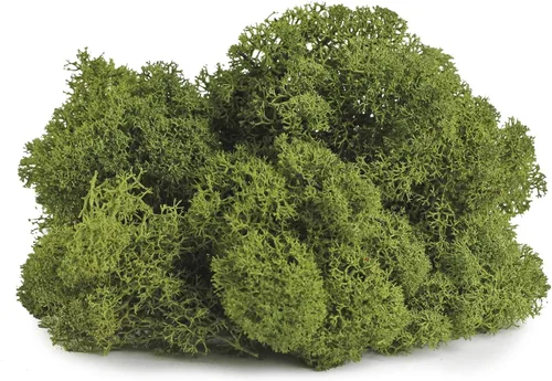 Vista 2 de SuperMoss 25155 Musgo de renos preservado B01C5RTUIS, 3 libras, albahaca