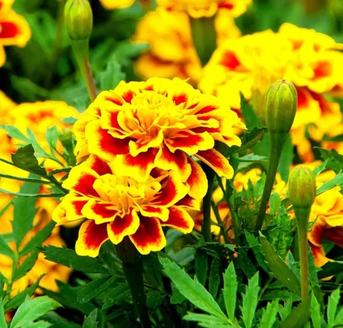 Vista 3 de 200 piezas de semillas de caléndula mixtas flor para plantar bonsái decoración del hogar