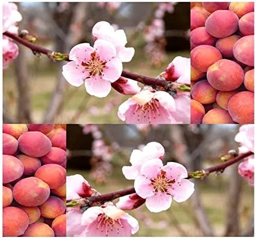 Vista 9 de Prunus persica nemaguard (Nemaguard Peach) Semillas de árboles frutales, portainjertos populares utilizados en el cultivo de melocotoneros, semillas