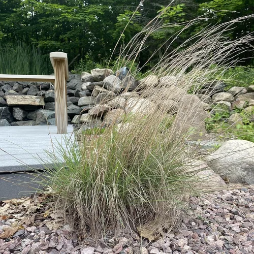 Vista 2 de Outsidepride Semilla de hierba perenne Little Bluestem – 1 libra Temporada cálida, resistente a la sequía, semillas de hierba de pradera nativa