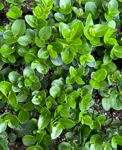 Vista 2 de Planta de ciruela Natal enana (Carissa macrocarpa Nana) - Maceta de 2 pulgadas