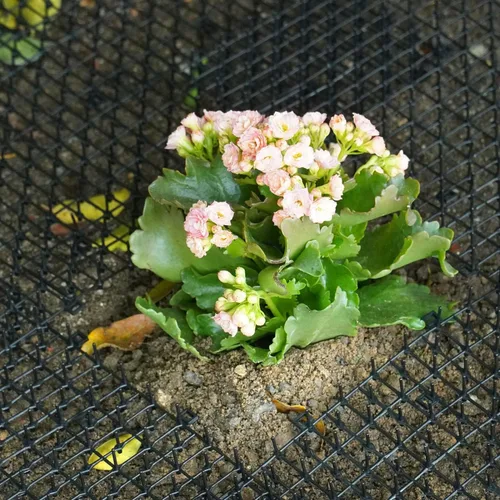 Vista 4 de POMEAT 15 alfombrillas para gatos con púas de 16 x 12 pulgadas, alfombrillas disuasorias para gatos al aire libre para gatos y perros, picos de gato