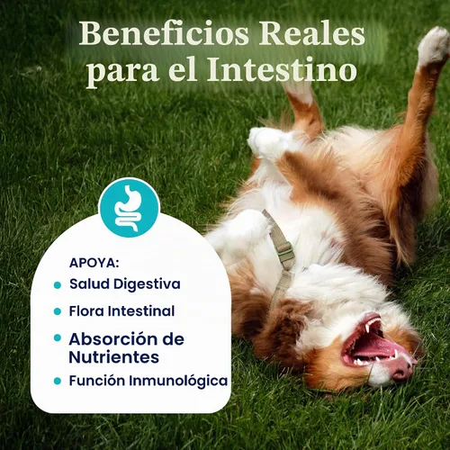 Vista 4 de Probióticos masticables para perros de oro sólido para salud digestiva
