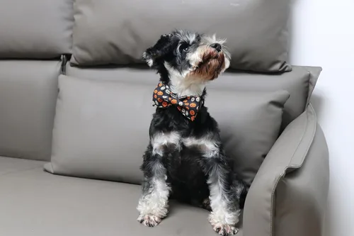 Vista 5 de Lionet Paws Collar de Halloween para perro, lindo collar de algodón ajustable para otoño con corbatín para perro pequeño, mediano y grande, regalo