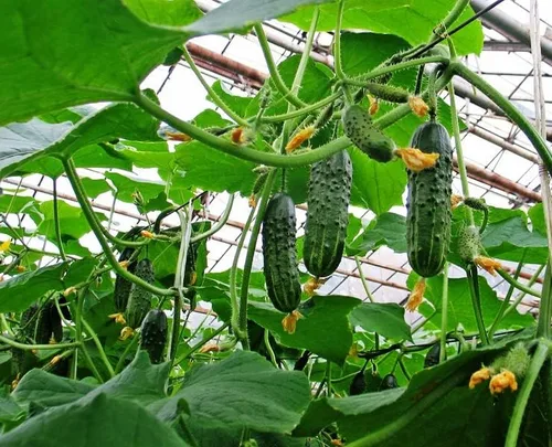 Vista 3 de Semillas de pepino autopolinizador de interior Firm Secret F1 Hybrid Vegetal para plantar sin OMG - Tiempo de cosecha 55 días