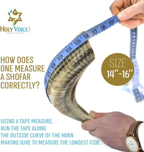 Vista 3 de Holy Voice Bocina Kosher Ram Shofar de Israel de 14 a 16 pulgadas, tradicional medio pulido, instrumento musical judío antiguo de Tierra Santa