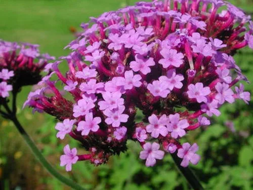 Vista 5 de Los racimos de flores lilas profundas son muy llamativos!!! Wow! (25 - Semillas)