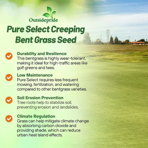 Vista 3 de Outsidepride Pure Select - Semilla de césped doblada rastrera – 1 libra de césped premium para poner verduras, camisetas y calles, semillas