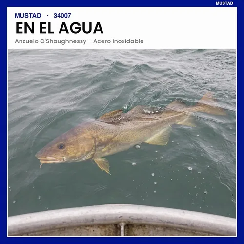 Vista 7 de Mustad Classic 34007 O'Shaughnessy - Gancho de pesca de mango largo para agua salada