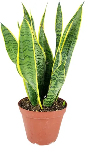 Vista 27 de Alocasia Bambino (maceta cultivadora de 4 pulgadas) - Planta de interior con poca luz y saludable - Planta de interior de interior fácil de cuidar