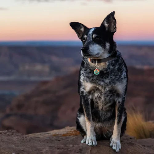 Vista 6 de Etiqueta de perro con código QR, etiquetas de identificación para mascotas, etiquetas de perro personalizadas para mascotas, etiquetas