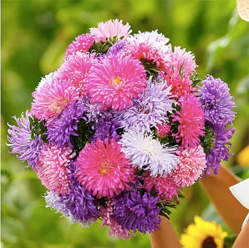 Vista 5 de China Asters Seeds - Asters individuales mixtos