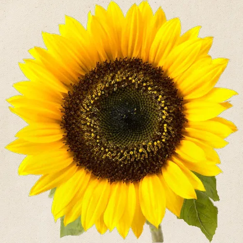 Vista 2 de CafePress Bolsa de asas de girasol Bolsa de asas de lona natural, bolsa de compras reutilizable, Caqui, S
