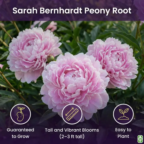 Vista 2 de Sarah Bernhardt - Peonía rosa doble – grande de 3 a 5 ojos, raíz desnuda Peonía premium para plantar