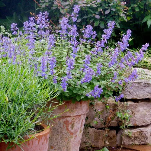 Vista 3 de Catmint Seeds- 'Blue Wonder'-(Nepeta Mussinii)-Compactas, tolerantes al calor, perenne (50 semillas)