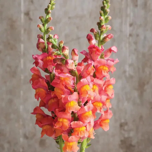 Vista 2 de Más de 200 Snapdragons Semillas de Naranja Flores Jardín Plantación