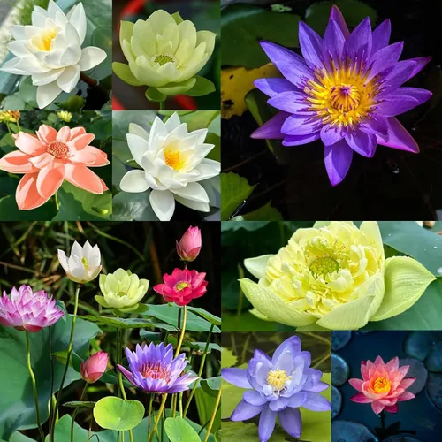 Vista 4 de 12+ Piezas Semillas de Loto para Cuenco de Bonsái, Semillas de Planta de Flor de Lirio Acuático con Floración, Semillas de Jardín Frescas Acuáticas