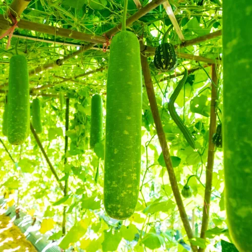 Vista 2 de Paquete de 2 x 100 semillas – Semillas de calabaza de botella larga para plantar – Semillas de Calabash u Opo Semillas de calabaza de flores