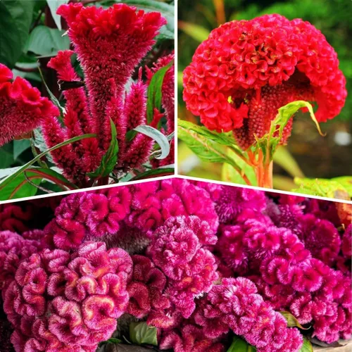 Vista 3 de 300 piezas de semillas de flores mixtas de celosia Cockscomb - Semillas anuales sin OMG, período de floración prolongado, prospera a pleno sol