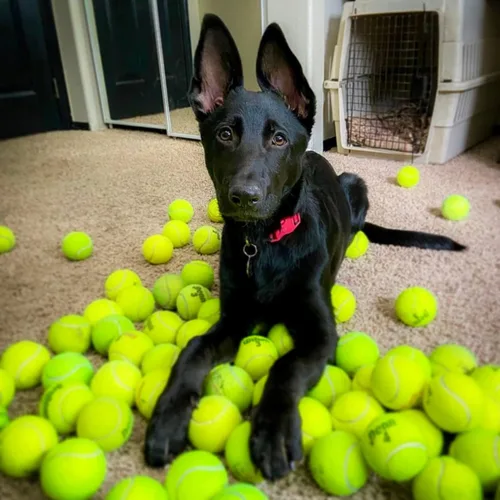 Vista 6 de 100 pelotas de tenis a granel de bajo costo para pelotas de perro