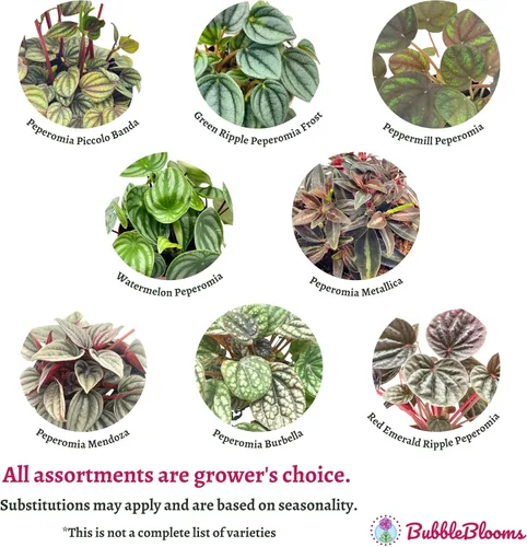 Vista 4 de BubbleBlooms Surtido de Peperomia, 6 peperomias diferentes en macetas de 2 pulgadas Grower's Choice