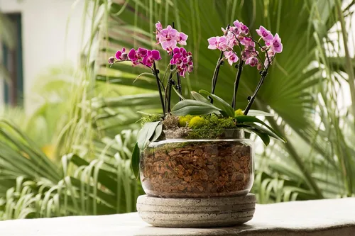 Vista 3 de SuperMoss (90509) Kit para macetas de orquídeas, juego completo de cuidado de orquídeas con musgo preservado, corteza de orquídea, clips florales