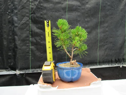 Vista 3 de Árbol bonsái de pino Mugo - Pequeño