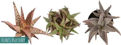 Vista 14 de Plantas suculentas de aloe vivo (paquete de 3), plantas suculentas viven en tierra para macetas, plantas suculentas en maceta, plantas vivas