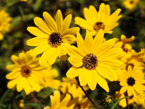 Vista 5 de 100 semillas de flor de girasol (girasol de hoja estrecha) Helianthus Angustifolius