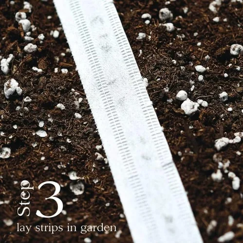 Vista 4 de Park Seed Damast - Cinta de semillas de cebolla verde, fácil de plantar, paquete de 2, 15 pies de cinta cada una
