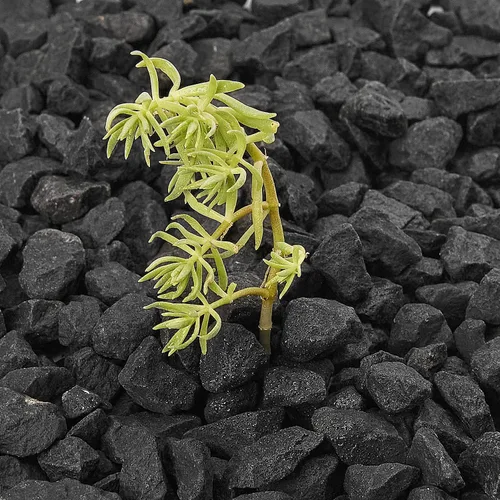 Vista 7 de NUPICK Rocas de grava de 10 libras, guijarros pulidos de 0.5 a 0.7 pulgadas para plantas, pecera, jarrón transparente y más, piedras negras