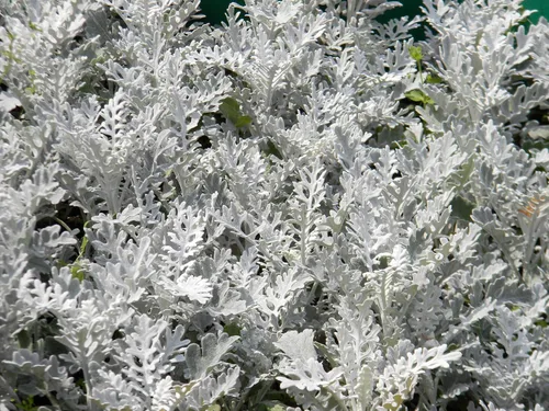 Vista 4 de Semillas Dusty Miller Silver Groundsel Silver Dust Cineraria Flores perennes Planta inusual