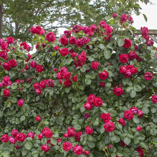 Vista 3 de Red Eden Climbing - Planta de rosa viva de 1.5 galones, flores rojas fragantes que reflorecen, propio trepador de raíces para cenador, enrejado