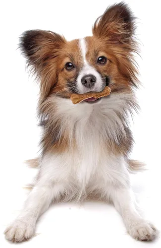 Vista 11 de Nylabone Nutri Dent Dog Dental Chews - Limpieza natural de dientes y ambientador de aliento - Golosinas dentales para perros - Sabor Filet Mignon