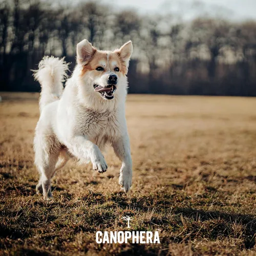 Vista 5 de Canophera Raíz masticable para perros, madera de brezo natural para dientes y encías saludables, tamaño pequeño
