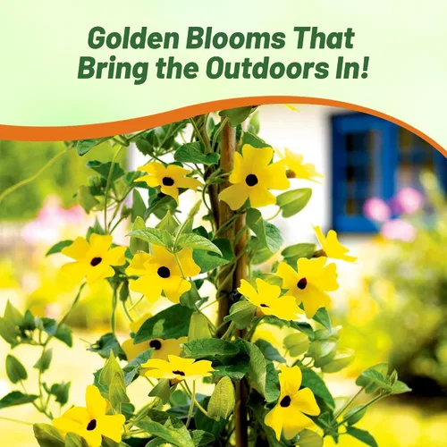 Vista 6 de Outsidepride Sunrise Yellow Thunbergia Black Eyed Susan Seeds - 100 semillas anuales de flores de vid trepadoras para plantar flores amarillas