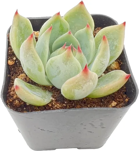 Vista 6 de Plantas suculentas vivas de 2", Aeonium 'Superbang', suculentas mini en maceta, planta de interior de fácil cuidado, regalos únicos, decoración